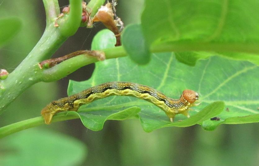 Bruco di Erannis defoliaria? S